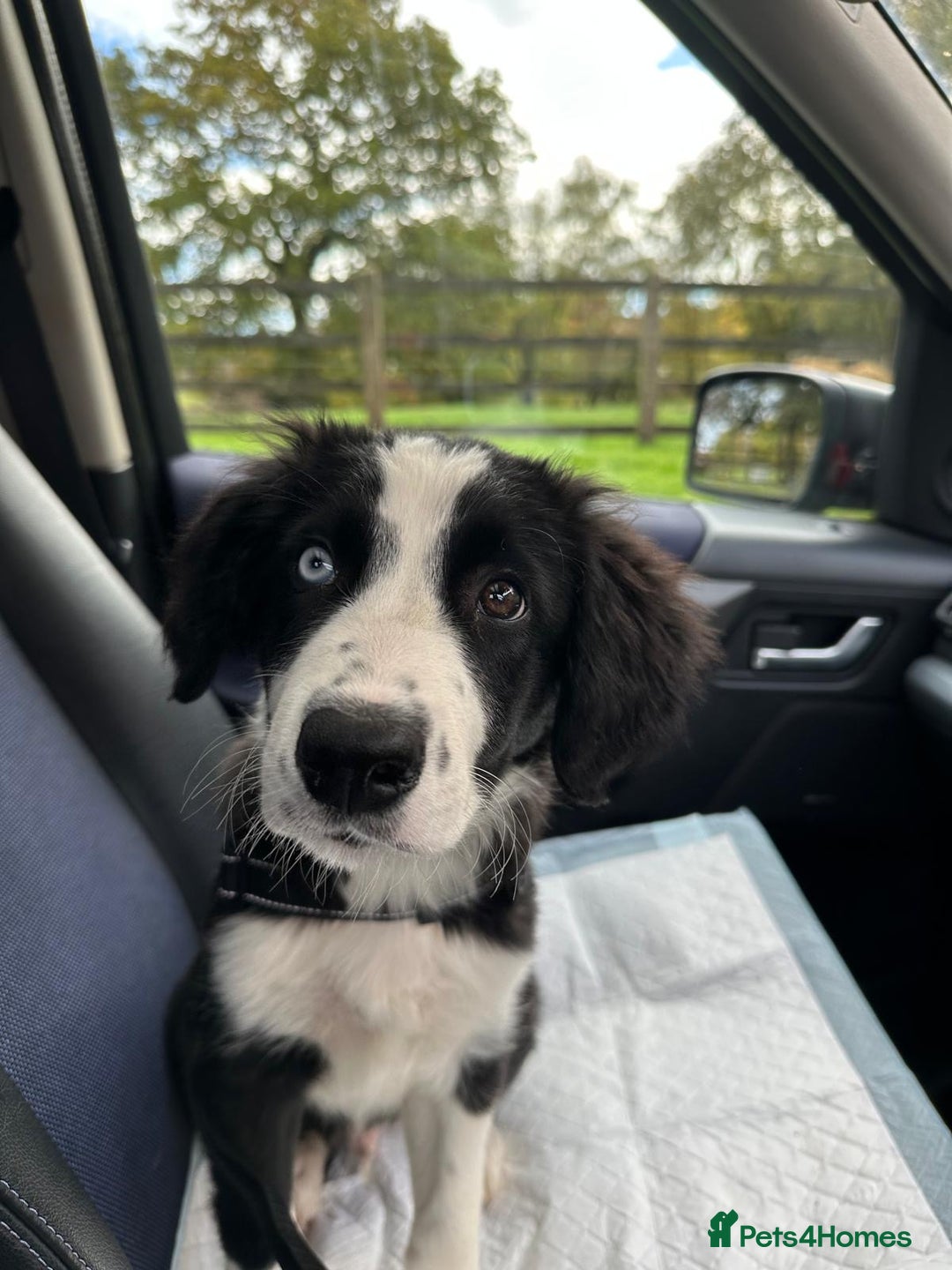 Border Collie dogs for sale: Beautiful Border Collie Puppies - 1 Boy Left - Advert 4