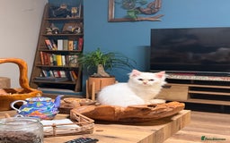 Persian cats for sale: 🐾 Curly-Haired Persian Kittens  - Image 10