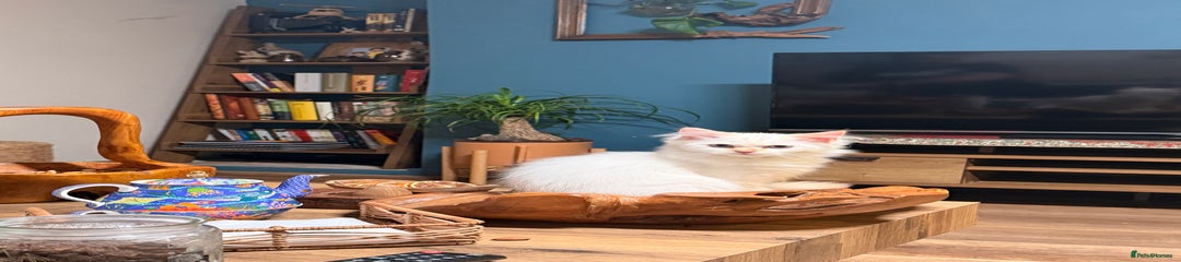 Persian Kitten 4