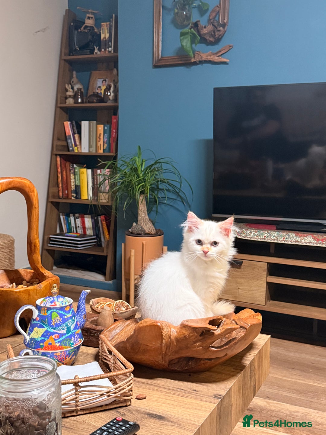 Persian cats for sale: 🐾 Curly-Haired Persian Kittens  - Image 10