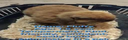 Mini Lop rabbits for sale: 9 bunnies available  - Advert 7