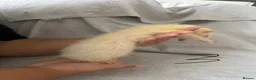 Ferret rodents for sale: Stunning part angora kits for sale in Cardiff - Advert 28