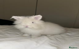 Lionhead rabbits for sale: Gorgeous white male Lionhead - Image 1