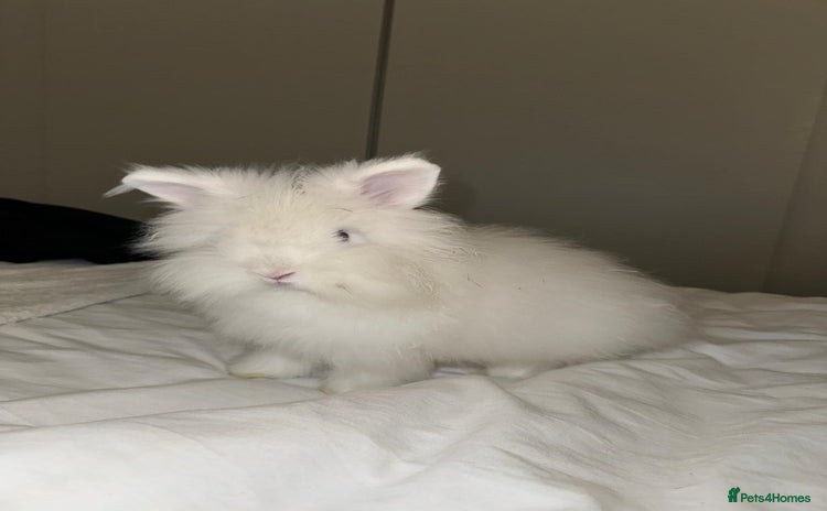 Lionhead rabbits - Advert 14