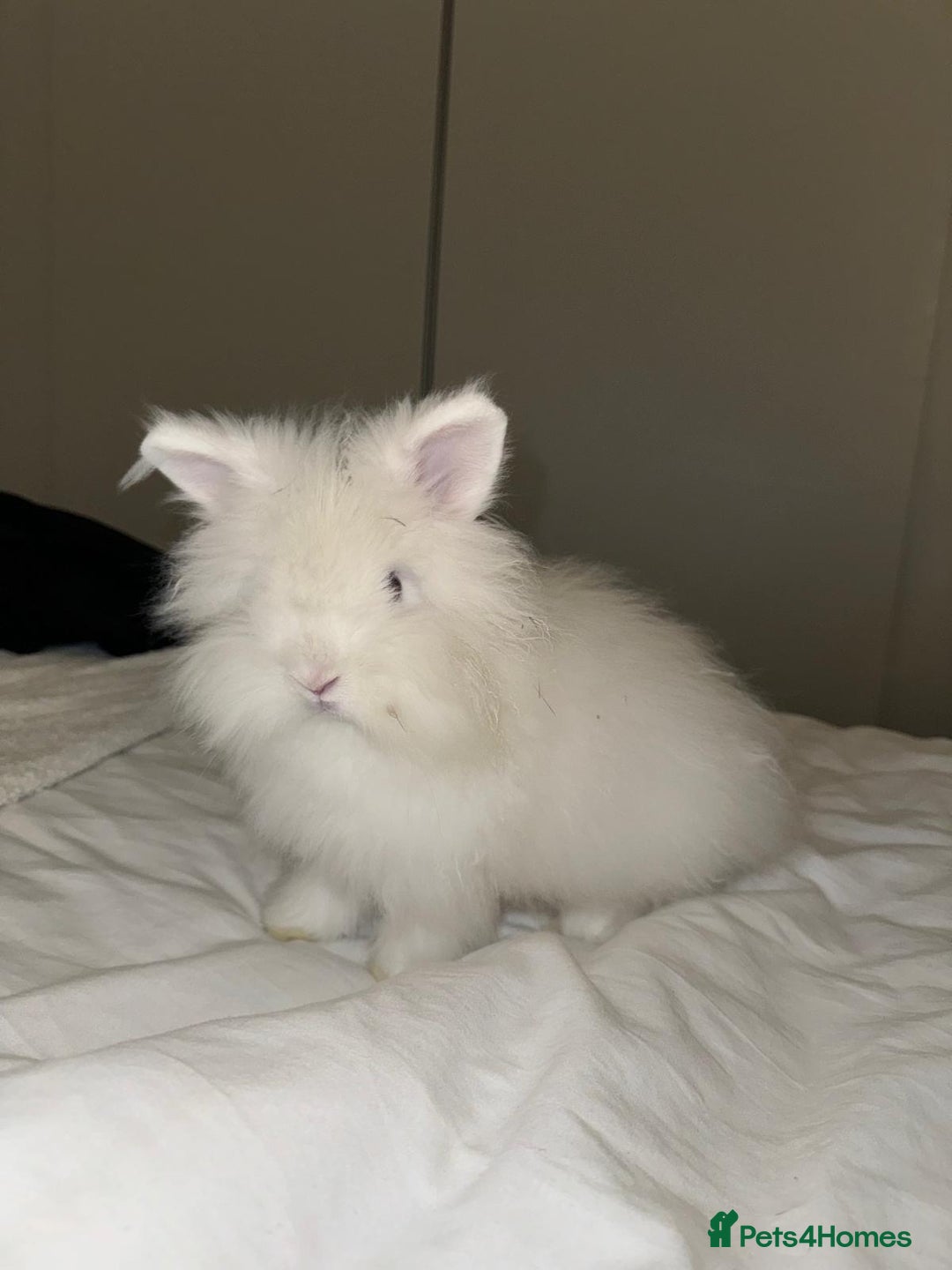 Lionhead rabbits for sale: Gorgeous white male Lionhead - Image 1