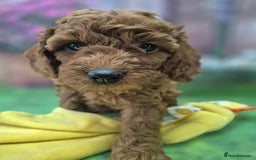 Cavapoo dogs for sale: WAITING LIST NOW OPEN FOR SUMMER 2026.  - Image 6