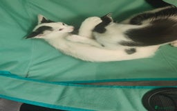 Mixed Breed cats for sale: 1 kitten for sale due to time wasters  - Image 8