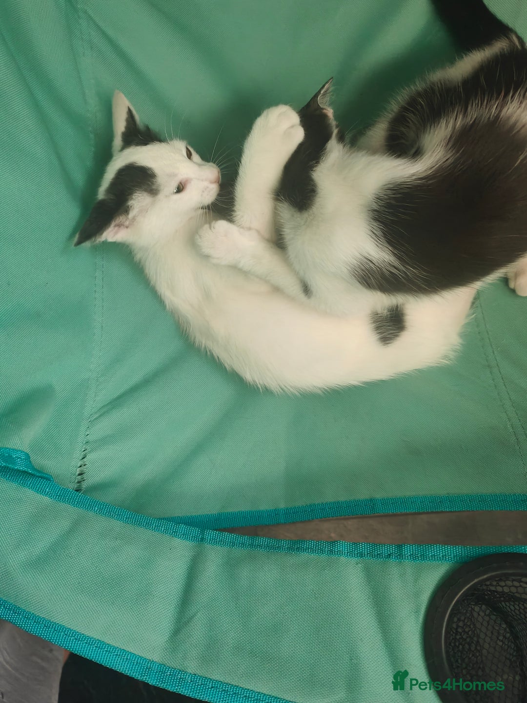 Mixed Breed cats for sale: 1 kitten for sale due to time wasters  - Image 8