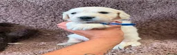 Golden Retriever dogs for sale: Gorgeous pups 2 boys - all tested - Advert 8