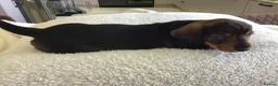 Miniature Dachshund dogs for sale: SOMETHING A LITTLE DIFFERENT..MINI DACHSHUNDS  - Advert 7