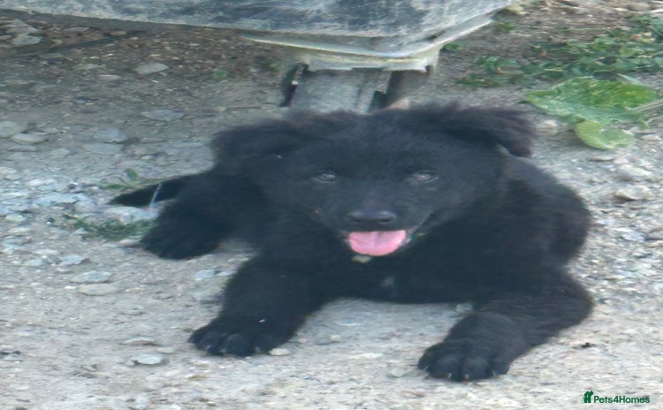 Mixed Breed dogs - Advert 2