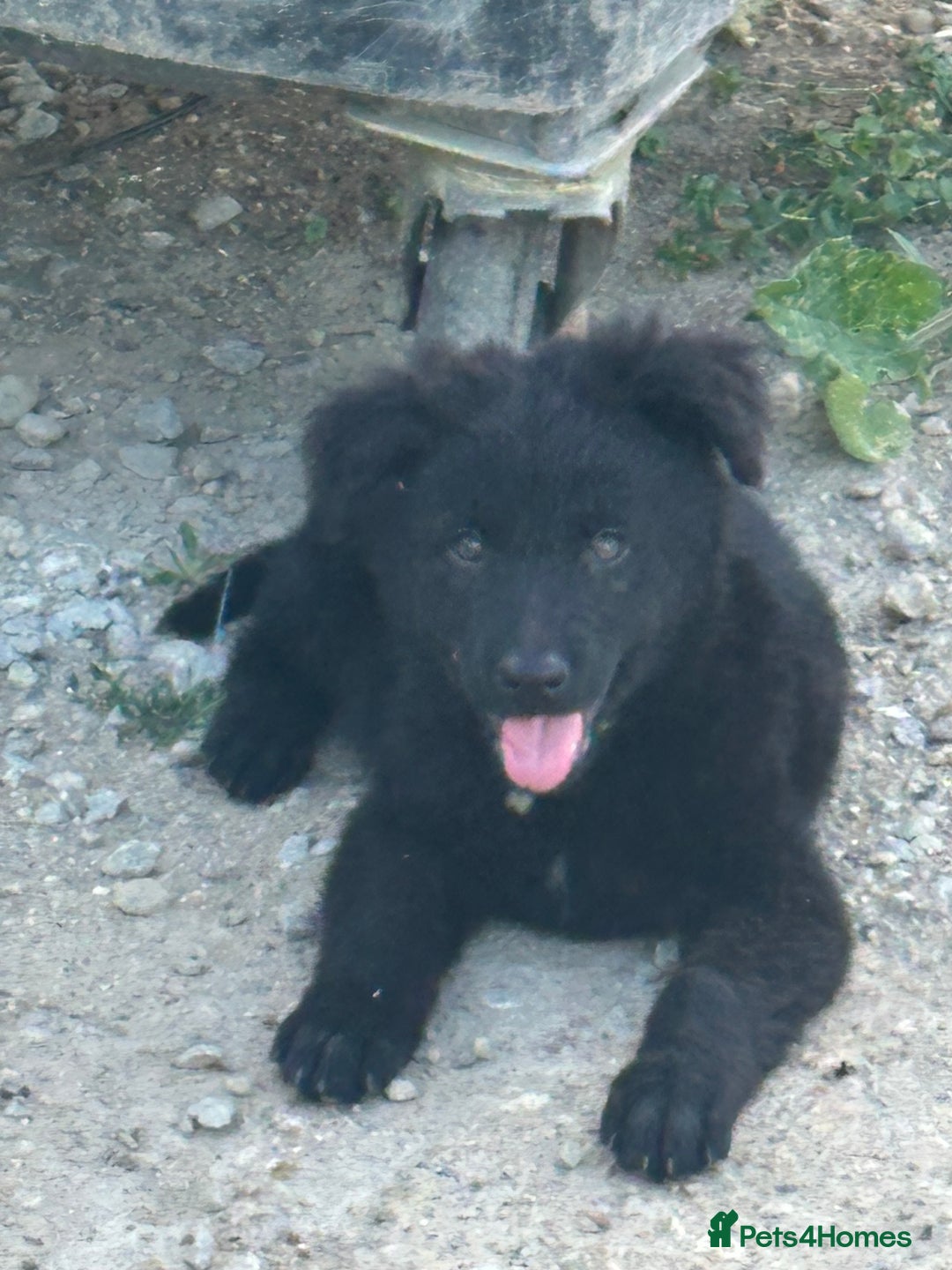 Mixed Breed dogs for sale: Dutch/German shepherd  - Image 1