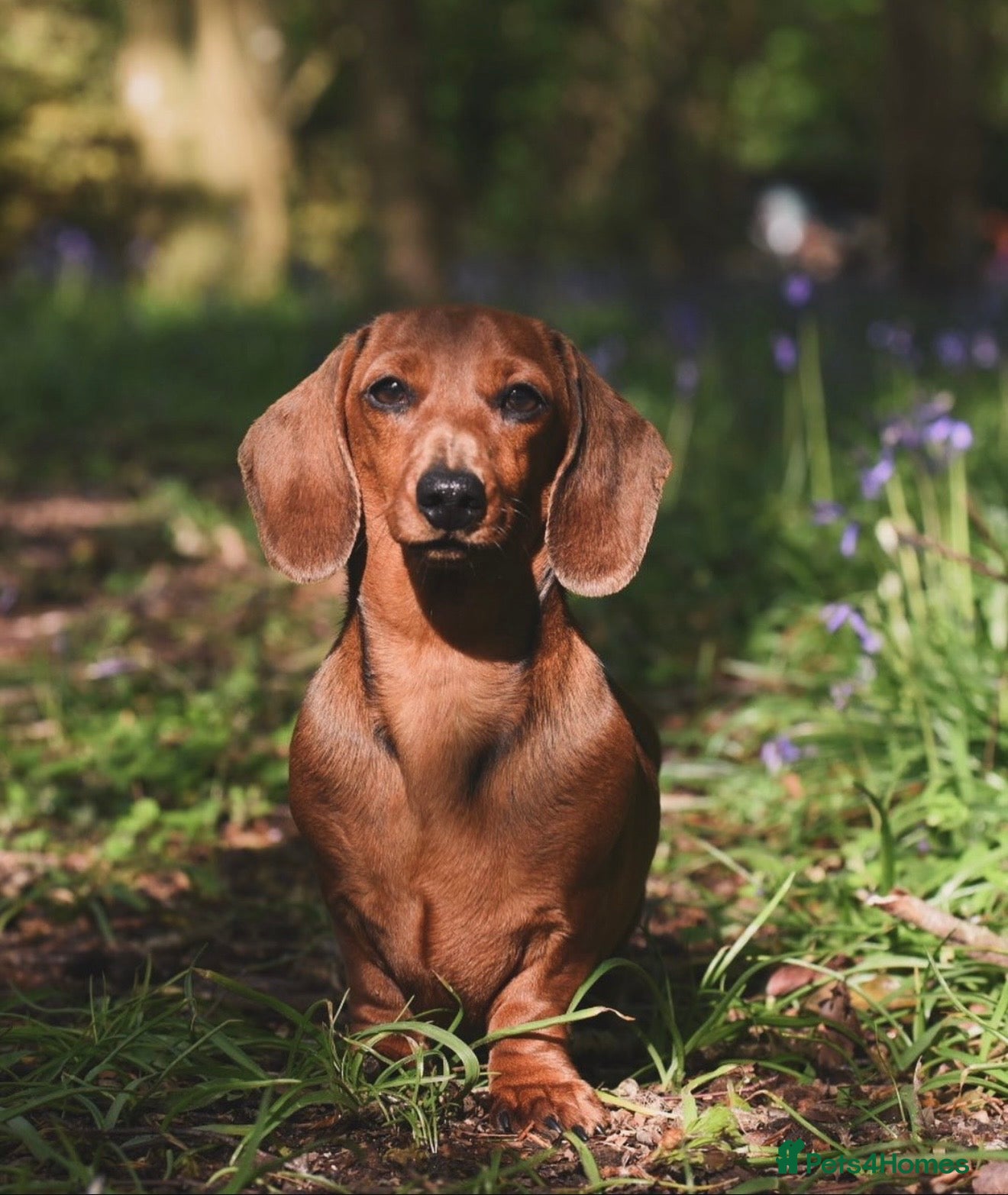 Miniature Dachshund dogs Kc registered mini smooth dachshunds  - Advert 1
