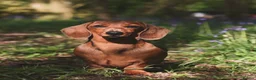 Miniature Dachshund dogs for sale: Kc registered mini smooth dachshunds  - Advert 1
