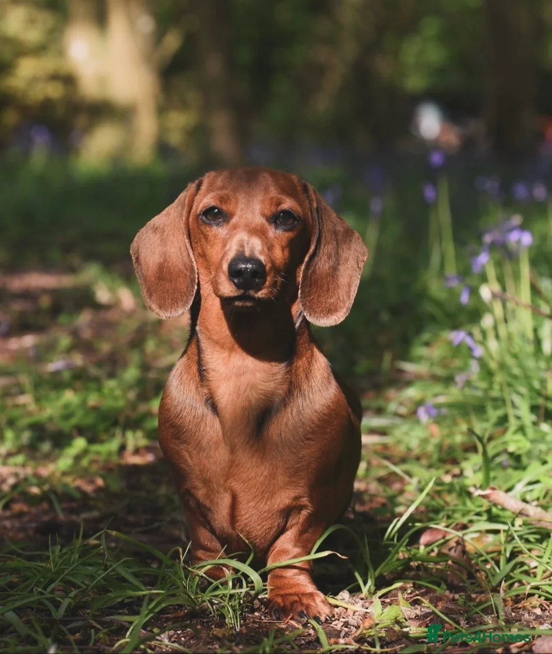 Miniature Dachshund dogs for sale: Kc registered mini smooth dachshunds  - Advert 1