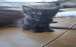 Mixed Breed cats for sale: 3 Cute black kittens (for free) - Image 2