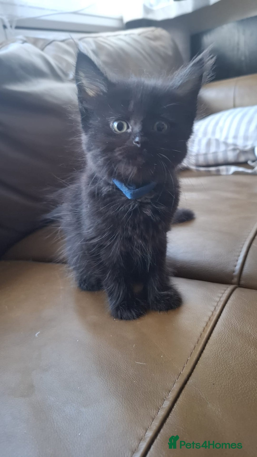 Mixed Breed cats for sale: 3 Cute black kittens (for free) - Image 2