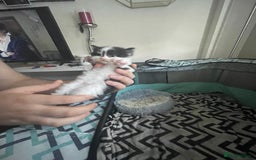 Turkish Angora cats for sale: Turkish angora kittens  - Image 7