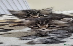 Siberian cats for sale: 9 beautiful Siberian kittens  - Image 9