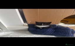 British Shorthair cats for sale: 🐾Adorable British shorthair kittens🐾 - Image 7