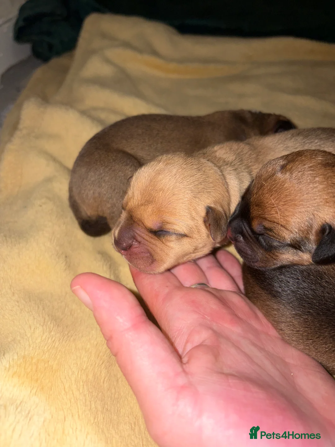 Mixed Breed dogs for sale: Mastiff Mix - Advert 2