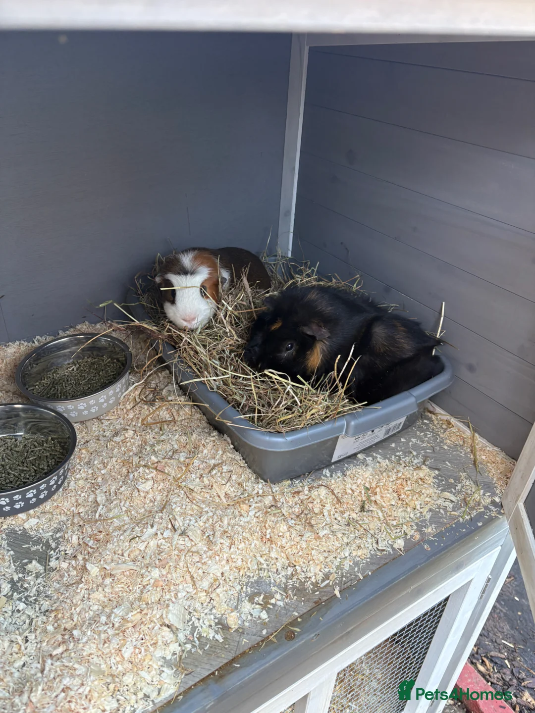 Guinea Pig rodents for sale: Guinea pigs for rehoming in Nottingham - Advert 1