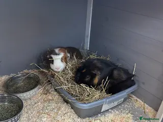 Guinea Pig rodents Guinea pigs for rehoming - Advert 6