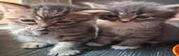 Mixed Breed cats for sale: 5 beautiful kittens for sale - Advert 5