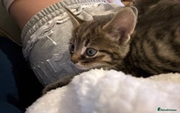 Domestic Shorthair cats for sale: Adorable, playful kitties ready for their homes - Image 2