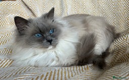 Ragdoll cats for sale: Seal bi colour - Image 7