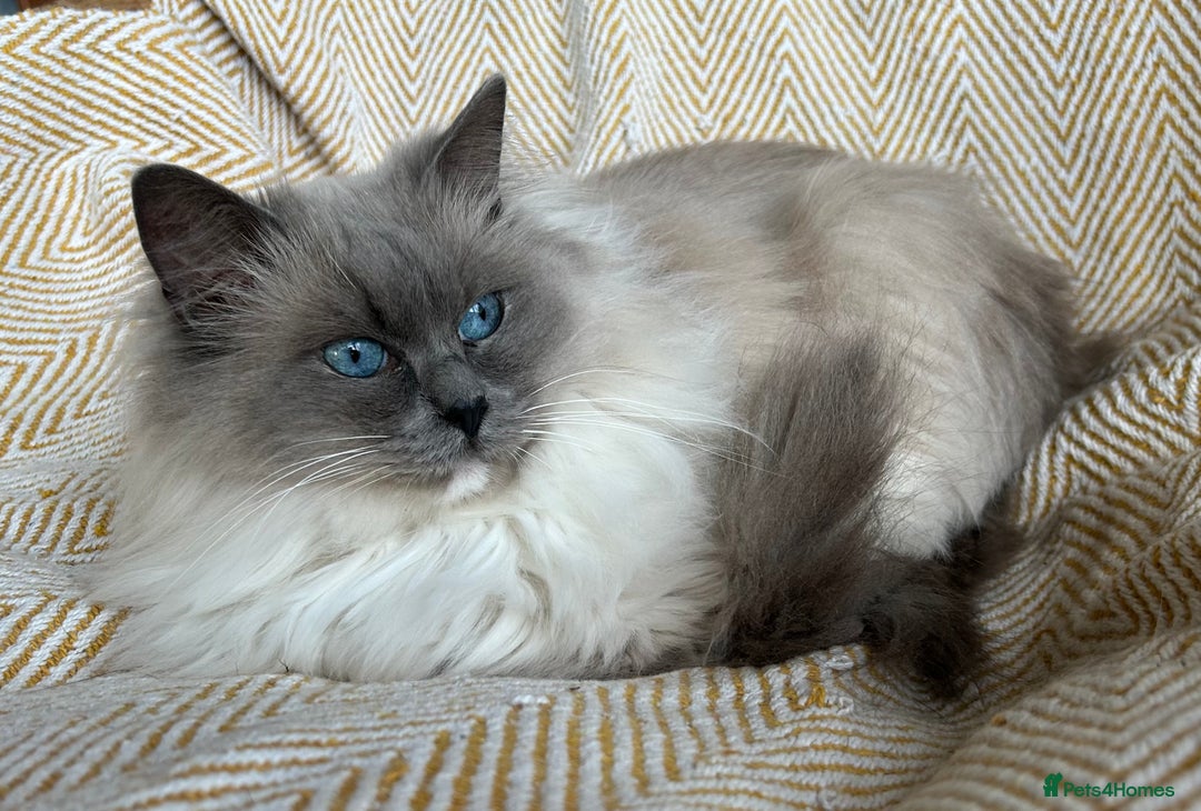 Ragdoll cats for sale: Seal bi colour - Image 7