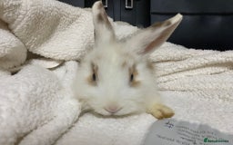 Mixed Breed rabbits for sale: Beautiful Bunnies Ready For New Homes - Advert 6