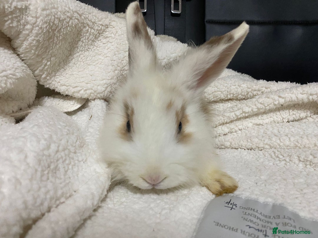 Mixed Breed rabbits for sale: Beautiful Bunnies Ready For New Homes - Advert 6