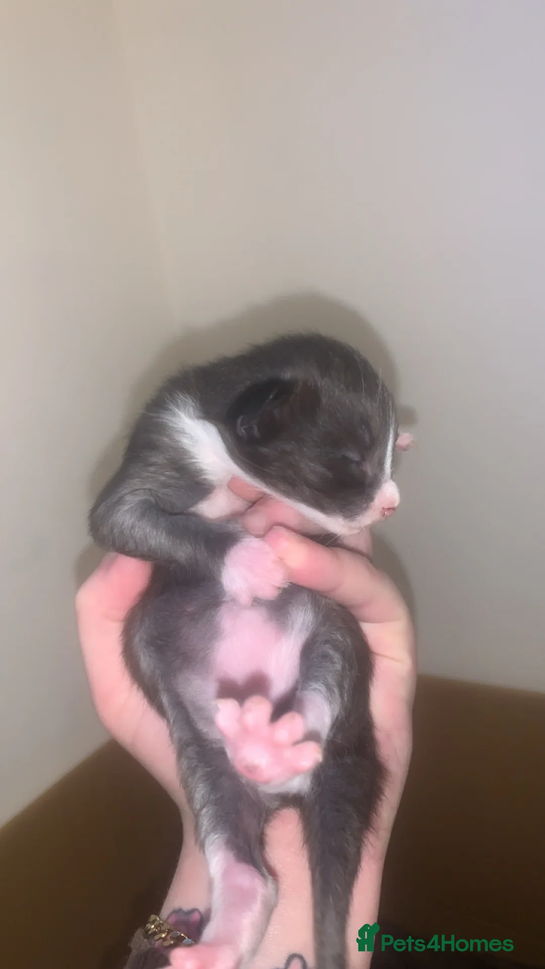 Mixed Breed cats for sale: Kittens  - Advert 5