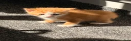 Mixed Breed cats for sale: 7 gorgeous kittens looking for a home - Advert 16