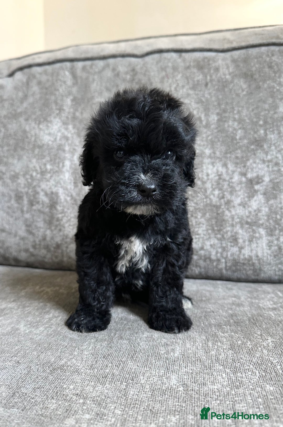 Cockapoo dogs for sale: Cockapoos looking for forever homes - Advert 17