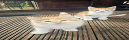Mixed Breed cats for sale: 2 Ginger Male kittens ready for new home now! in West Drayton - Advert 8