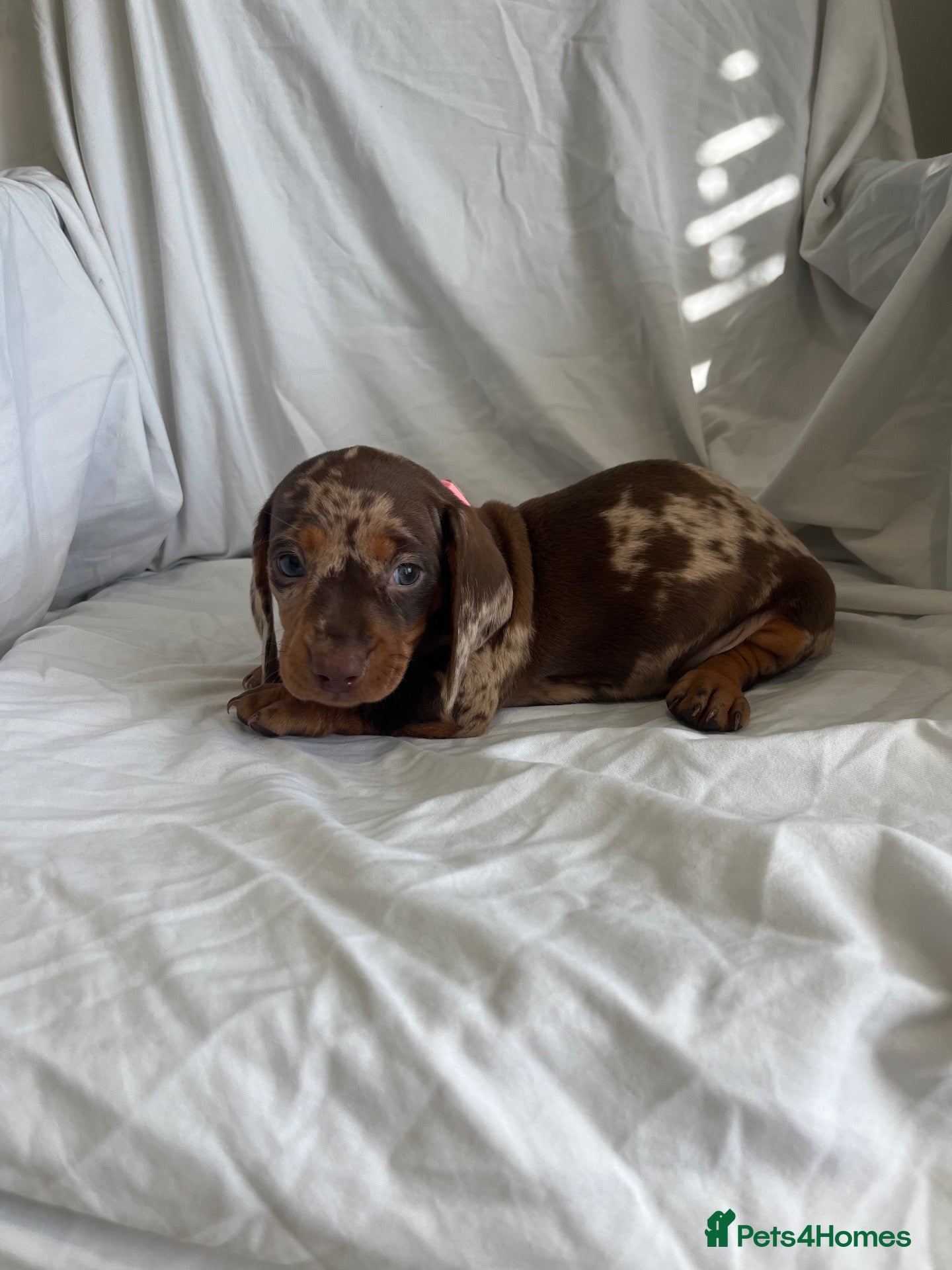Dachshund dogs Mini dachshund puppy’s ready to leave  - Advert 1