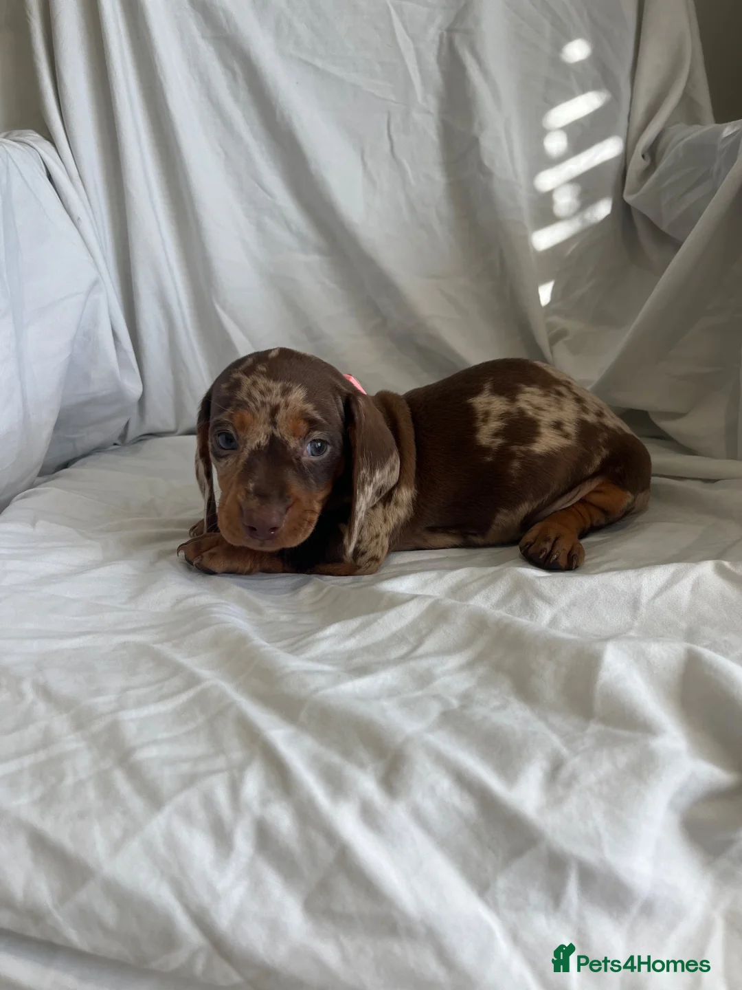 Dachshund dogs for sale: Mini dachshund puppy’s ready to leave  - Advert 1