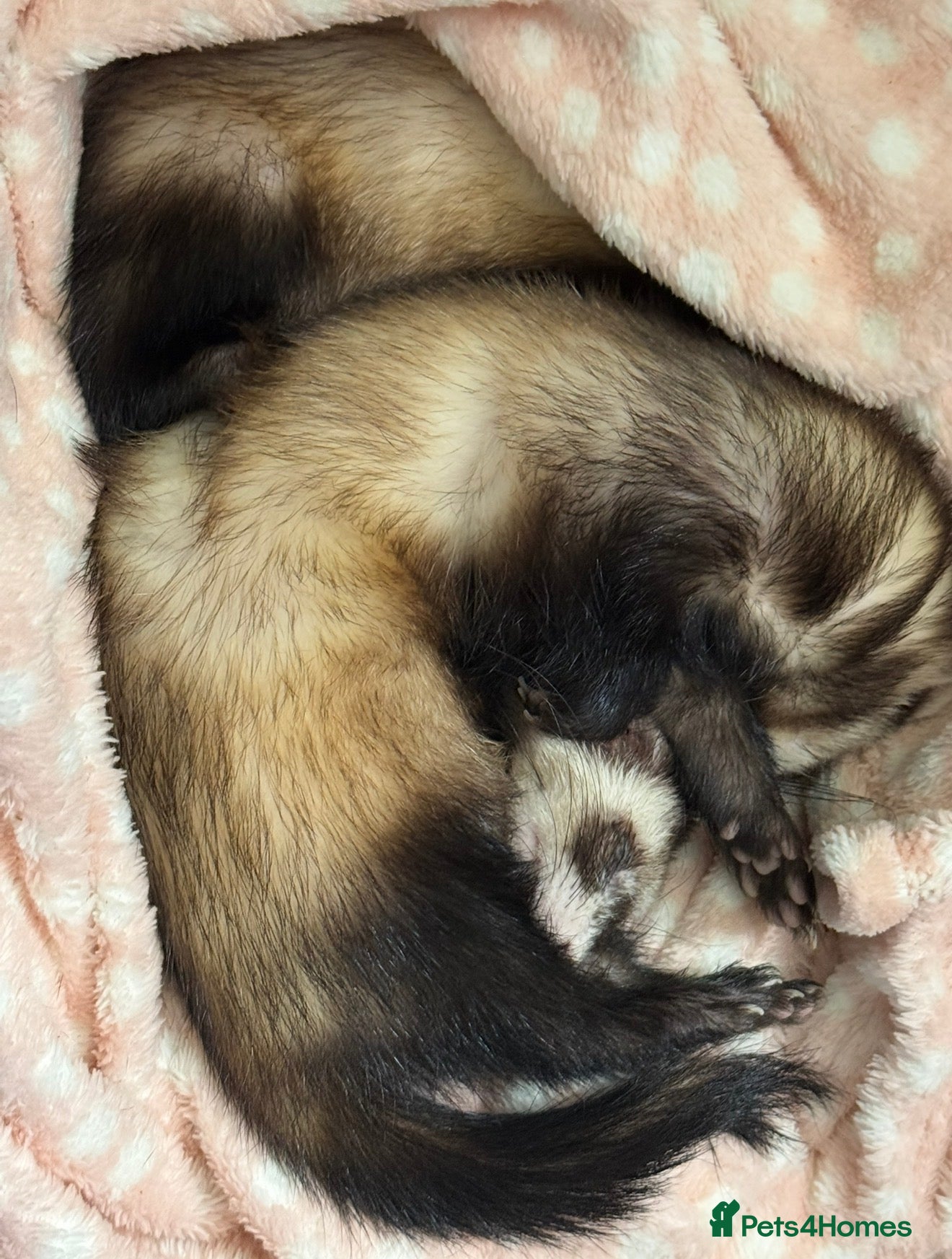 Ferret rodents 2 female ferrets - Advert 2