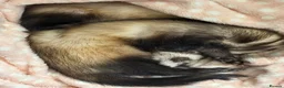 Ferret rodents for sale: 2 female ferrets in Whitstable - Advert 2