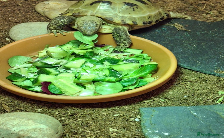 Tortoise reptiles - Advert 1