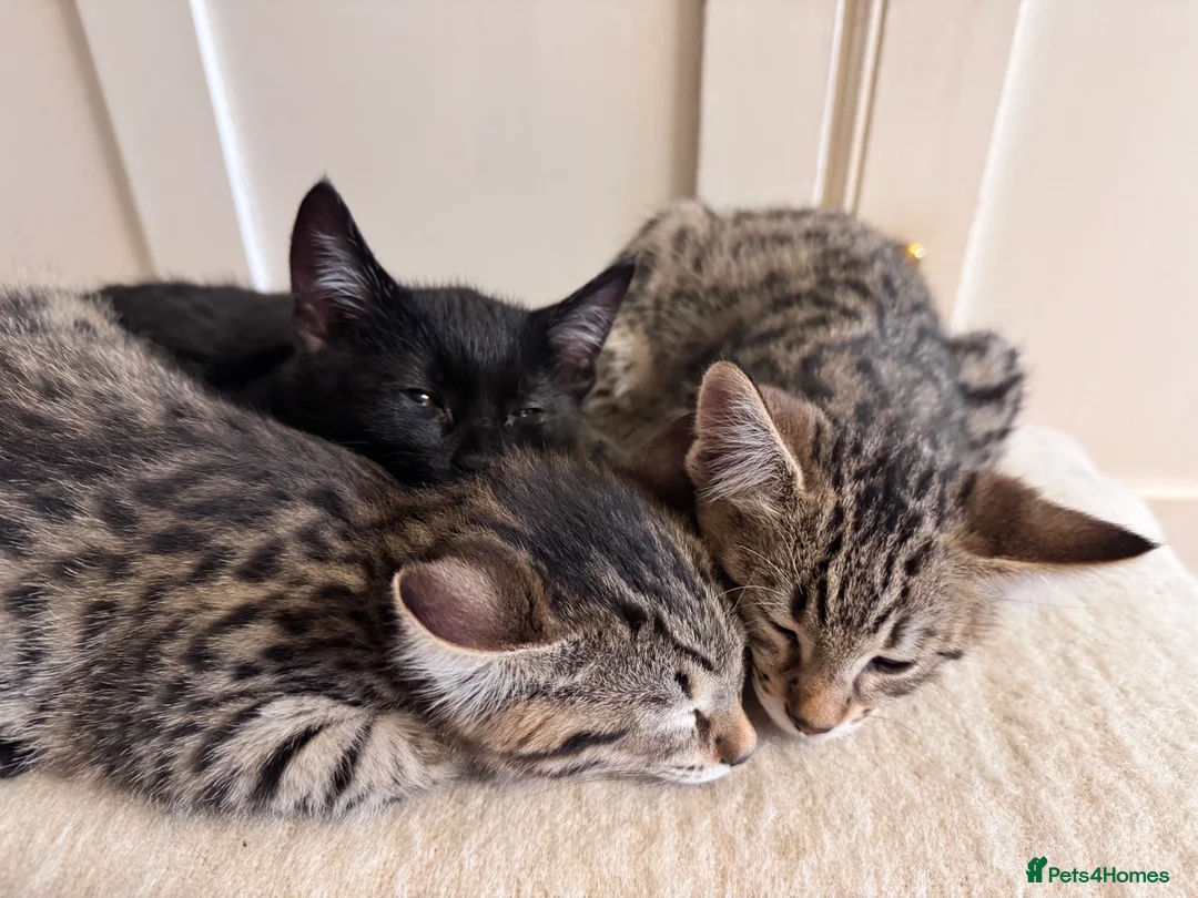 Savannah cats for sale: Savannah X Kittens  - Advert 5