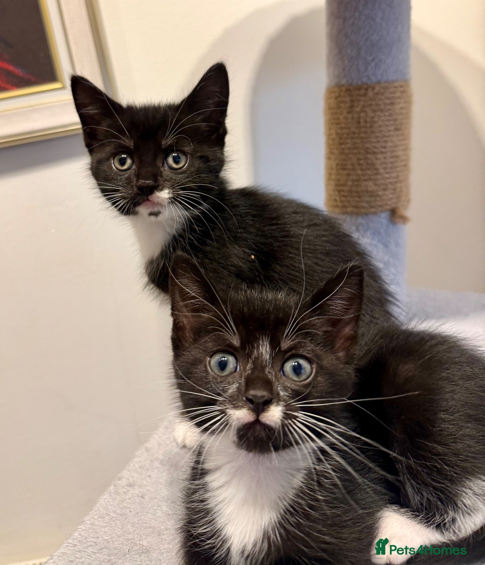 Mixed Breed cats Lovely Mixed-Breed Kittens Seeking Loving Homes - Advert 1