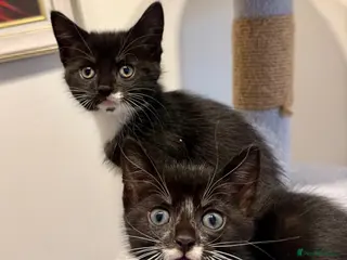 Mixed Breed cats Lovely Mixed-Breed Kittens Seeking Loving Homes - Advert 1