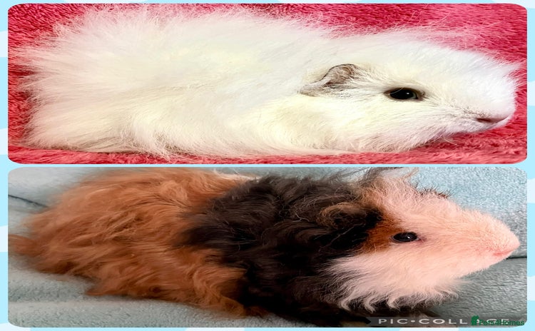 Guinea Pig rodents - Advert 1