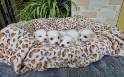 Mixed Breed dogs for sale: Stunning Havachons - Image 3