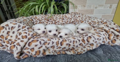Mixed Breed dogs - Advert 7