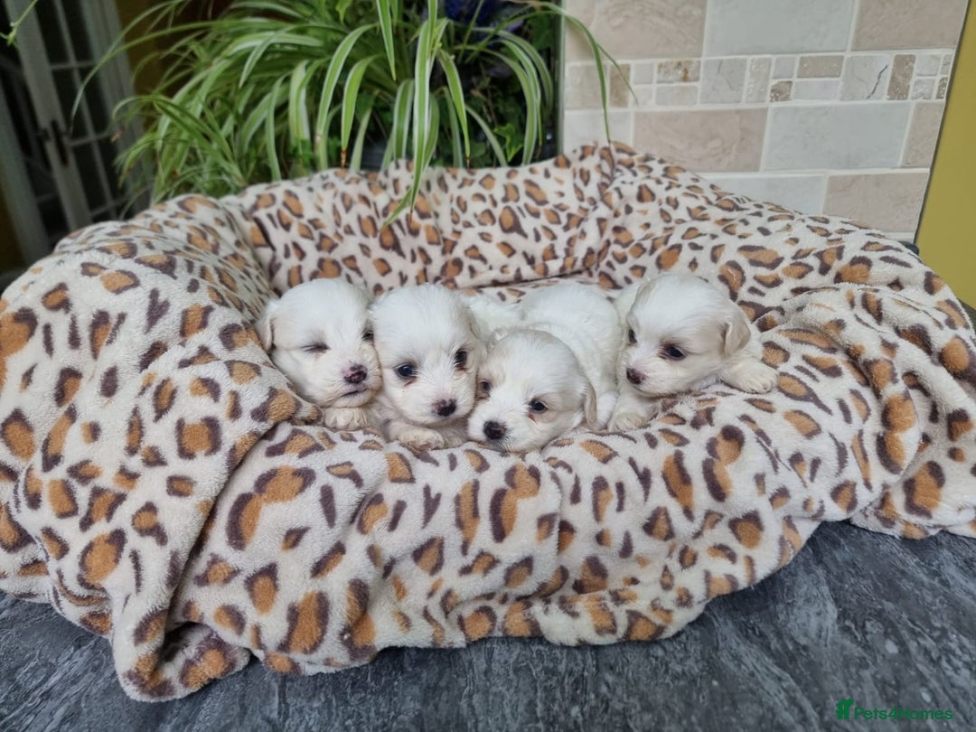 Mixed Breed dogs for sale: Stunning Havachons - Image 3