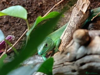 Lizard reptiles 2 Green Keel Bellied Lizards - Advert 1